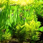 From Blank Tank to Aquatic Eden: Creating a Thriving Planted Freshwater Aquarium