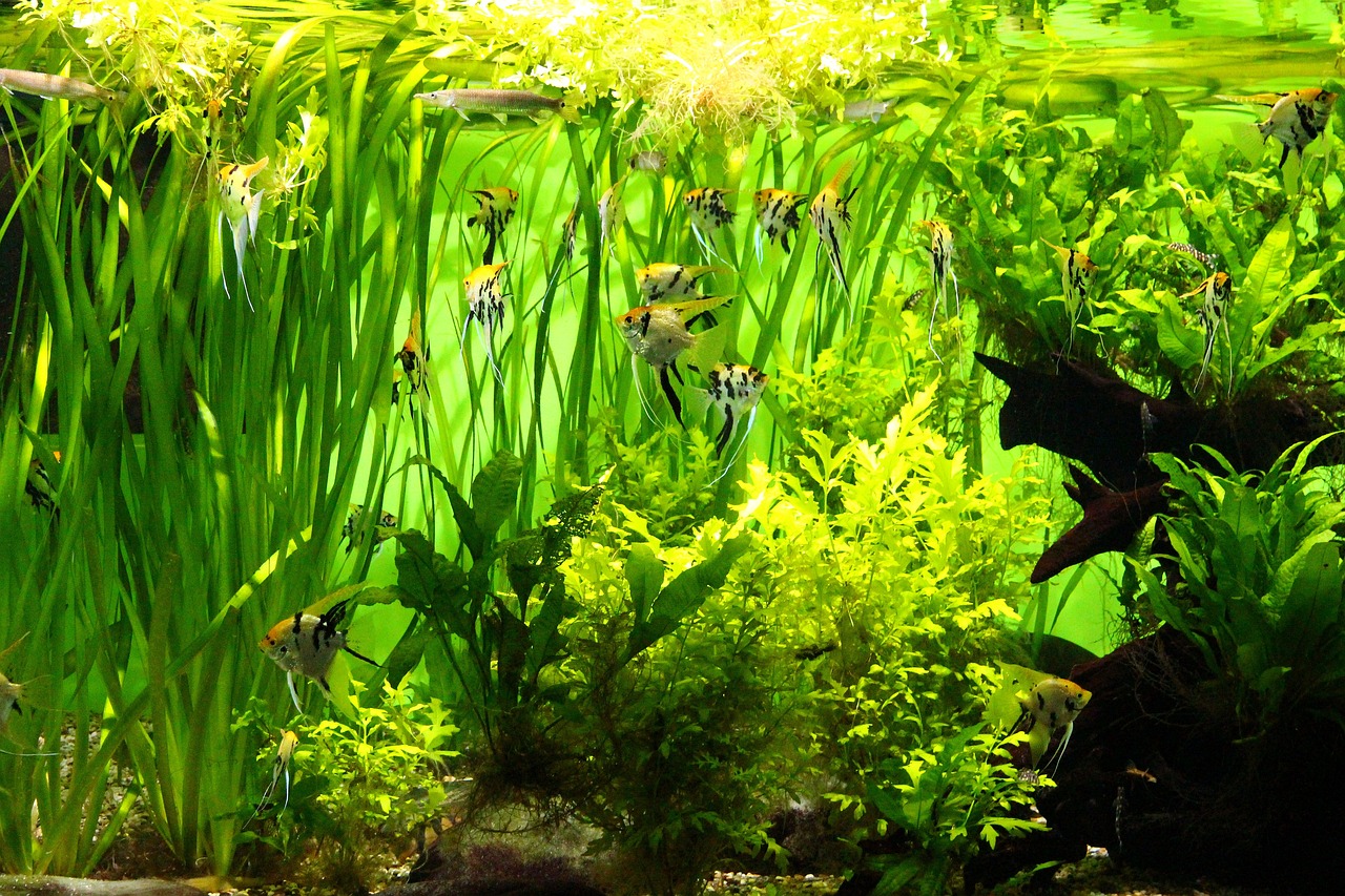 Planted freshwater aquarium with angelfish
