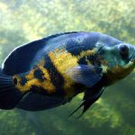 Unlocking the Secrets of Oscar Cichlid Tanks