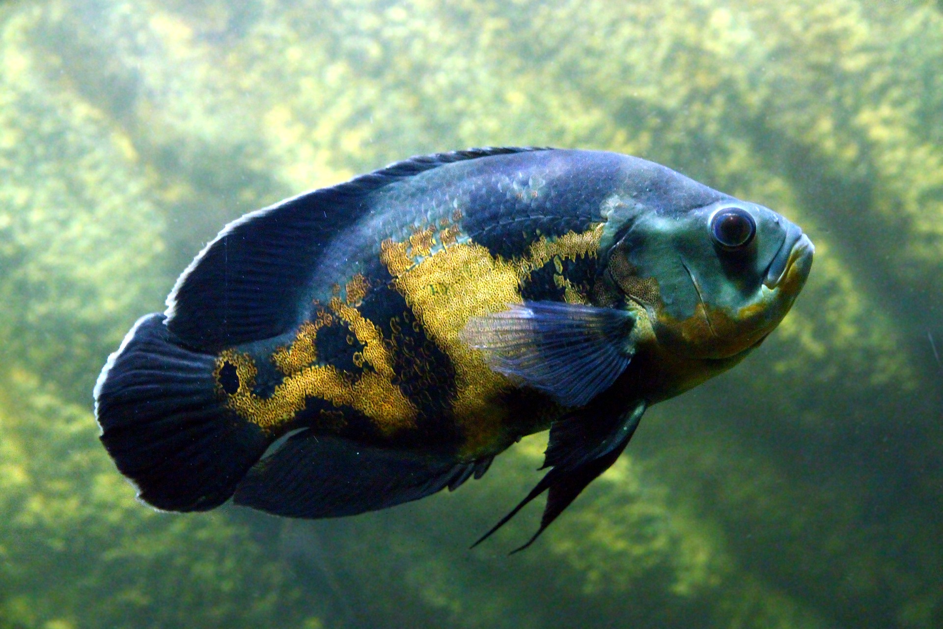 Tiger Oscar cichlid fish in a home aquarium