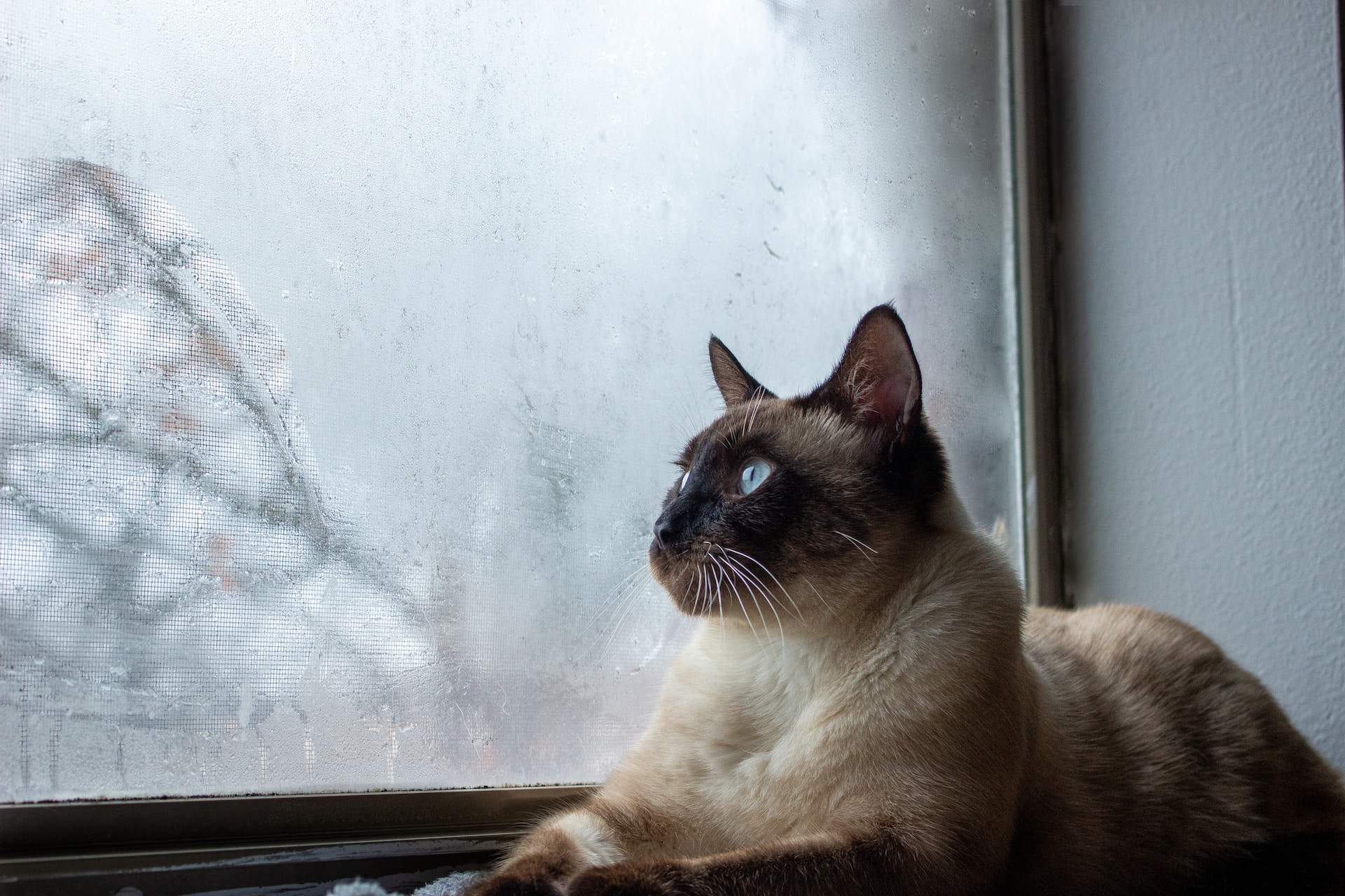 Siamese cat in window