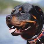 Bringing Home a Loyal Guard: The Pros and Cons of Owning a Rottweiler