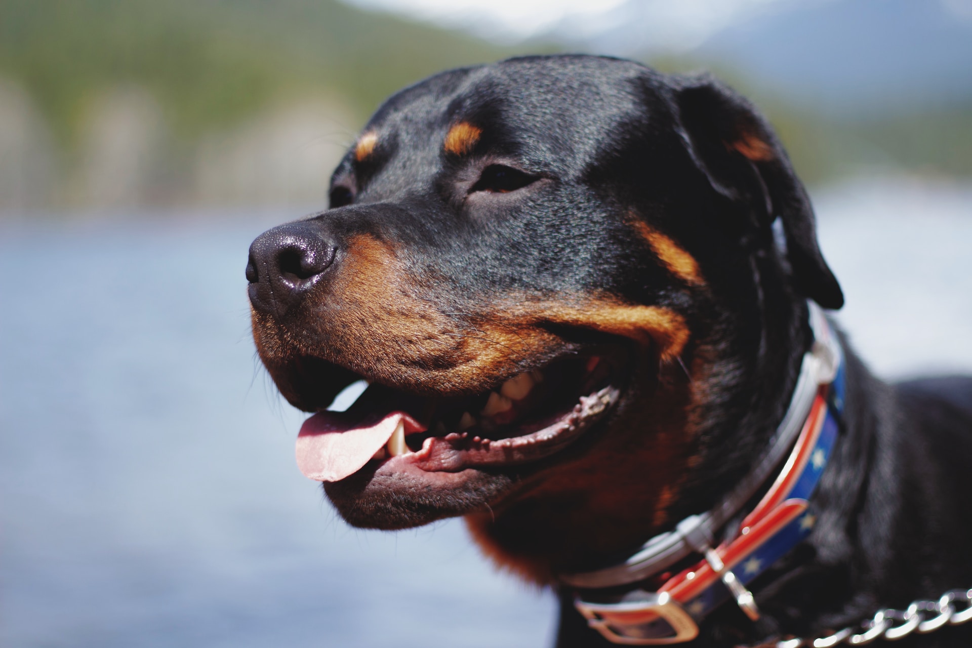 Rottweiler - Energetic Loyal Guard Dog and Companion
