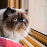 Living Like Royalty: The Enchanting and Demanding World of Himalayan Cats