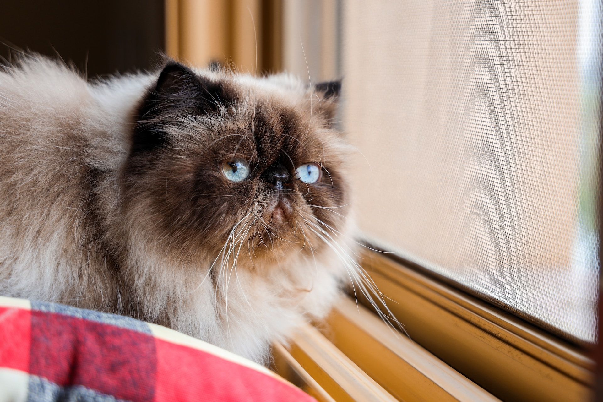 Himalayan cat next to window