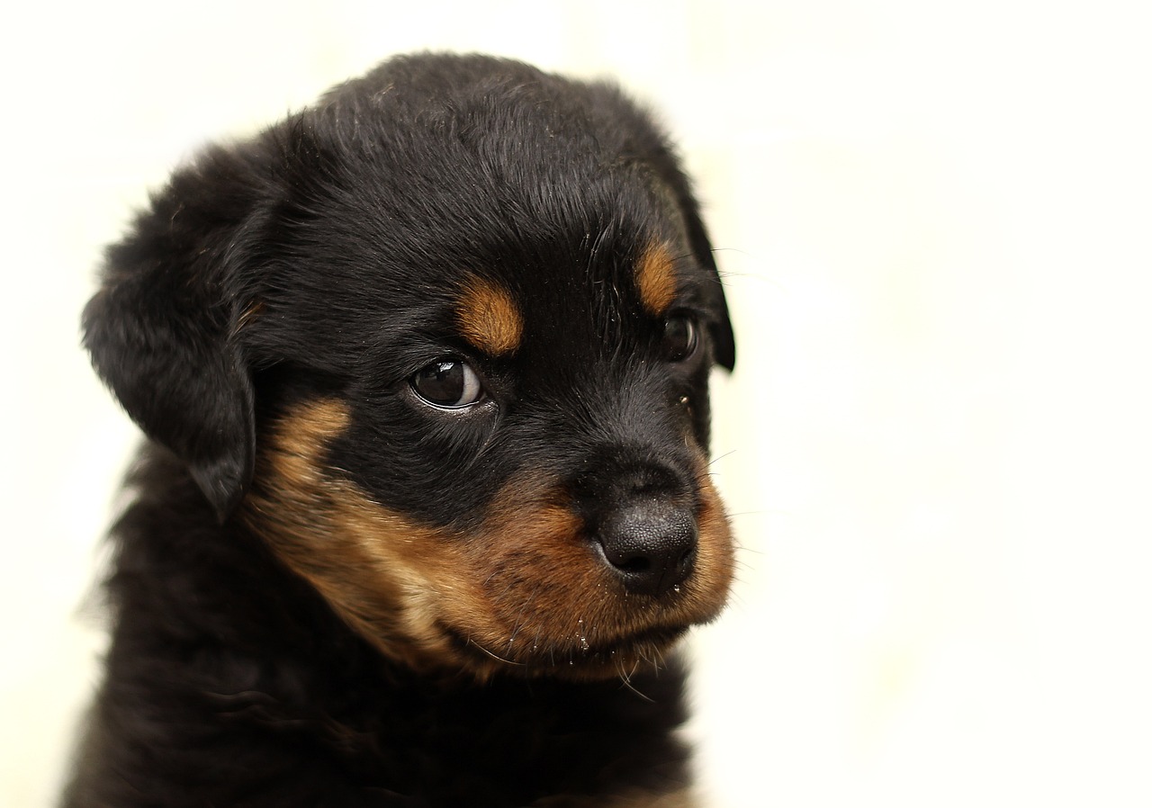 Rottweiler puppy