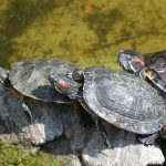 My Roommate is a Reptile: Surviving and Thriving with a Red-Eared Slider Turtle