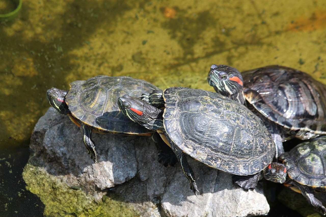 Red-eared slider turtles getting some sun