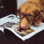 Unleash Your Dog’s Potential: The Power of Behavioral Training